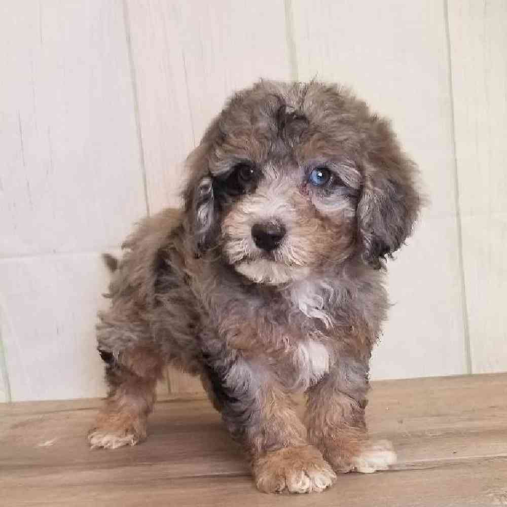Male Miniature Goldendoodle Puppy for Sale in Schererville, IN