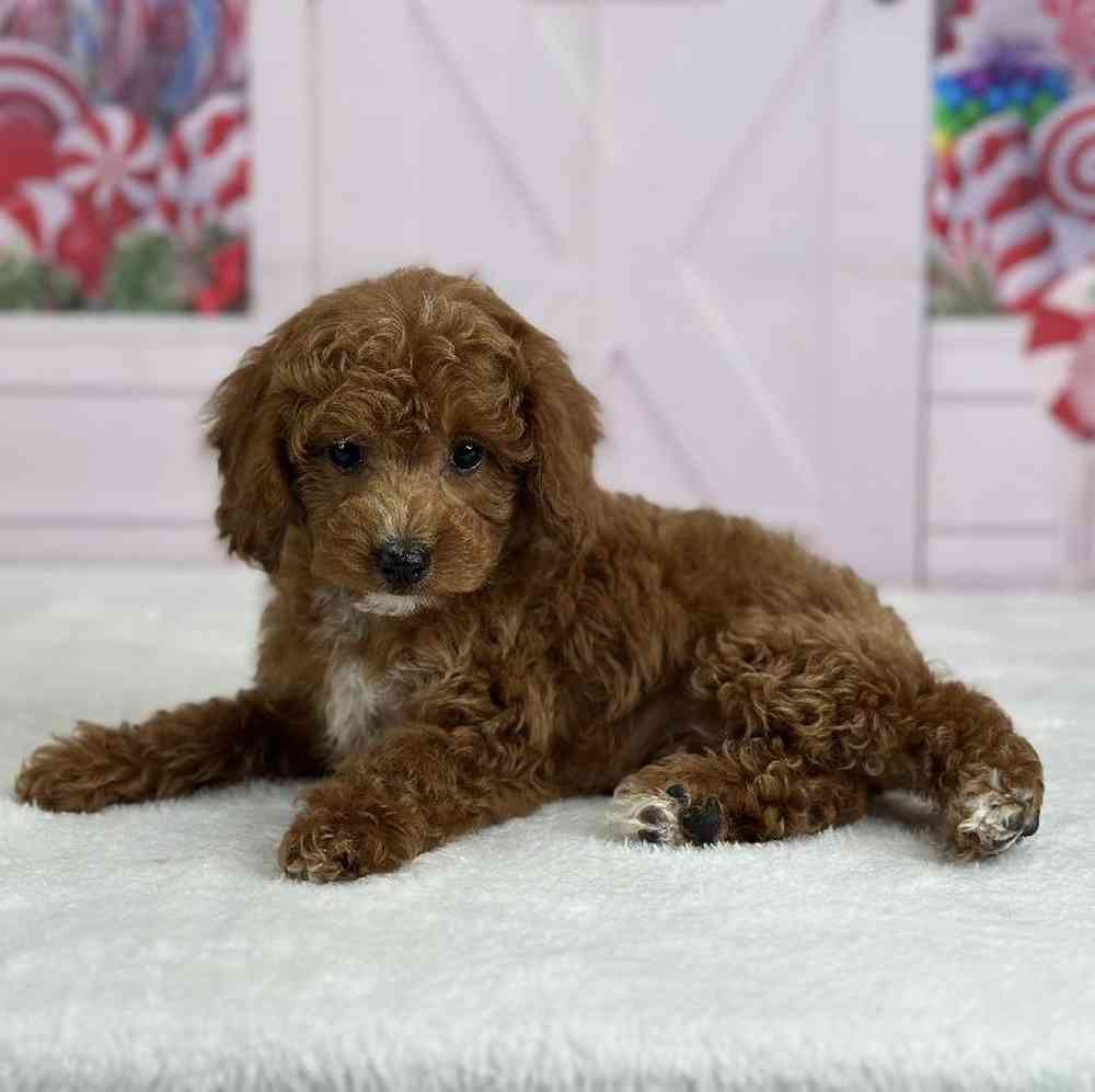 Male Toy Poodle Puppy for Sale in Indianapolis, IN