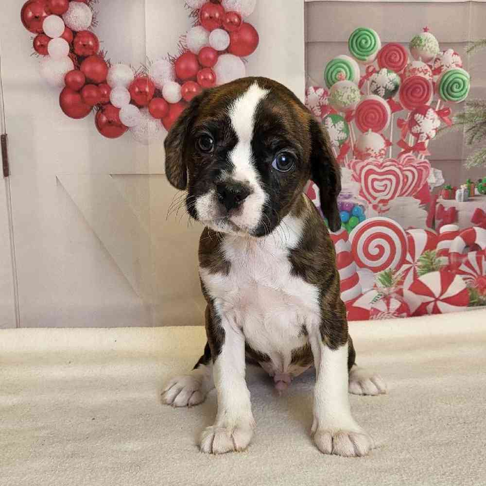Male Bocav Puppy for Sale in Schererville, IN