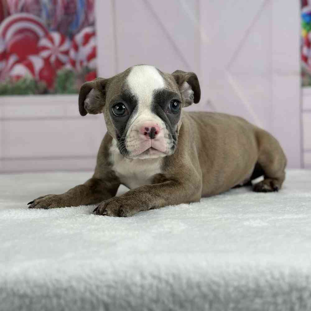 Female Boston Bulldog Puppy for Sale in Schererville, IN