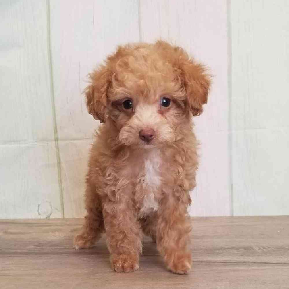 Toy Poodle image