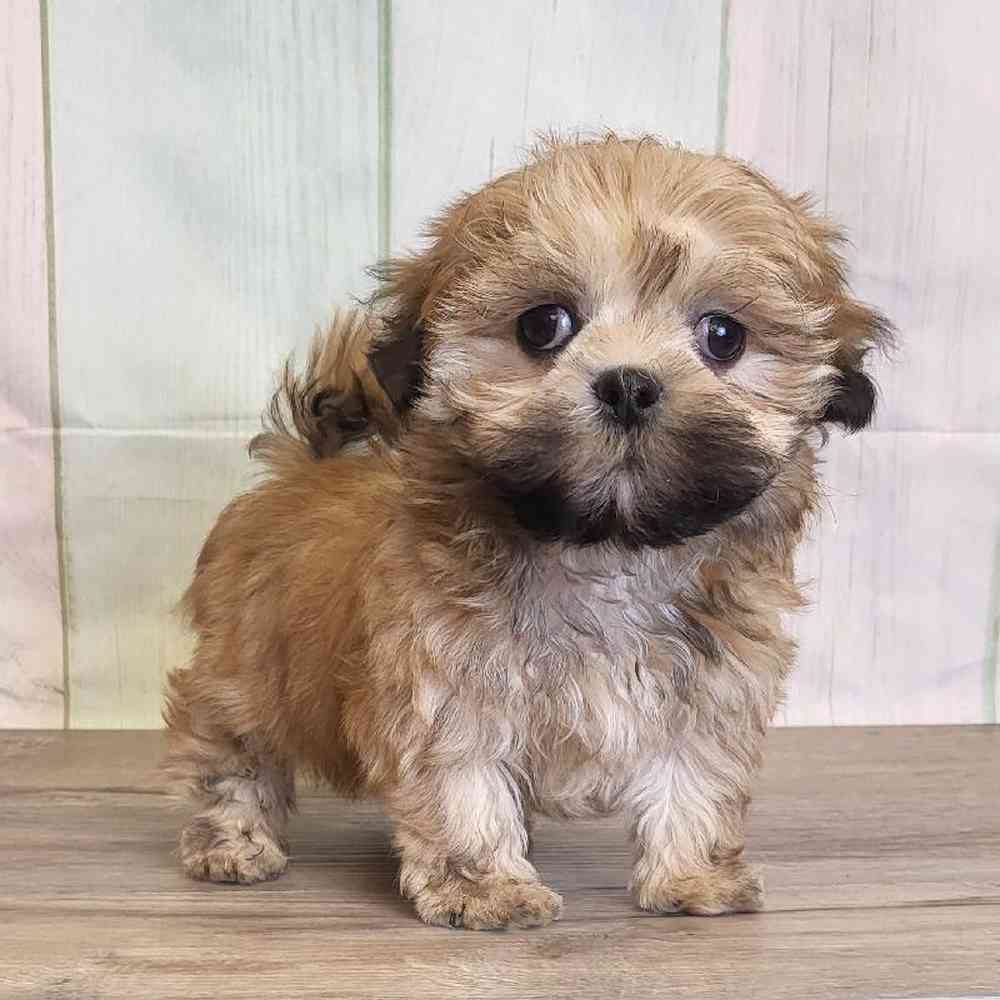 Male LhasaChon Puppy for Sale in Schererville, IN