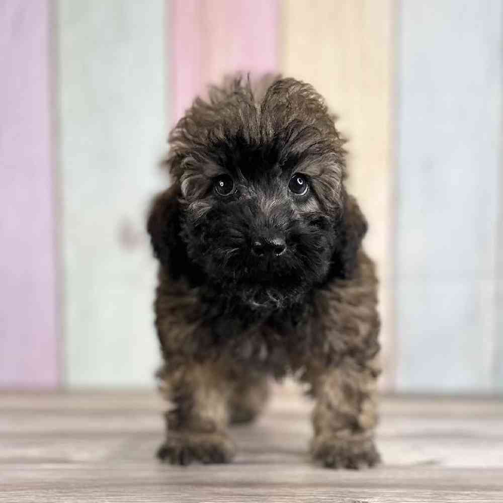 Miniature Whoodle image