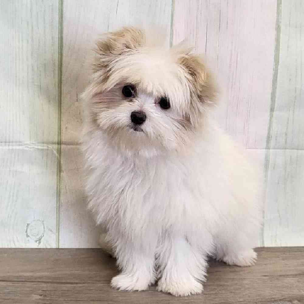 Male Maltipom Puppy for Sale in Schererville, IN