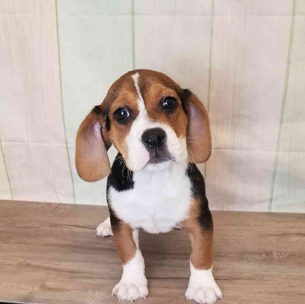 Female Beabull Puppy for Sale in Indianapolis, IN