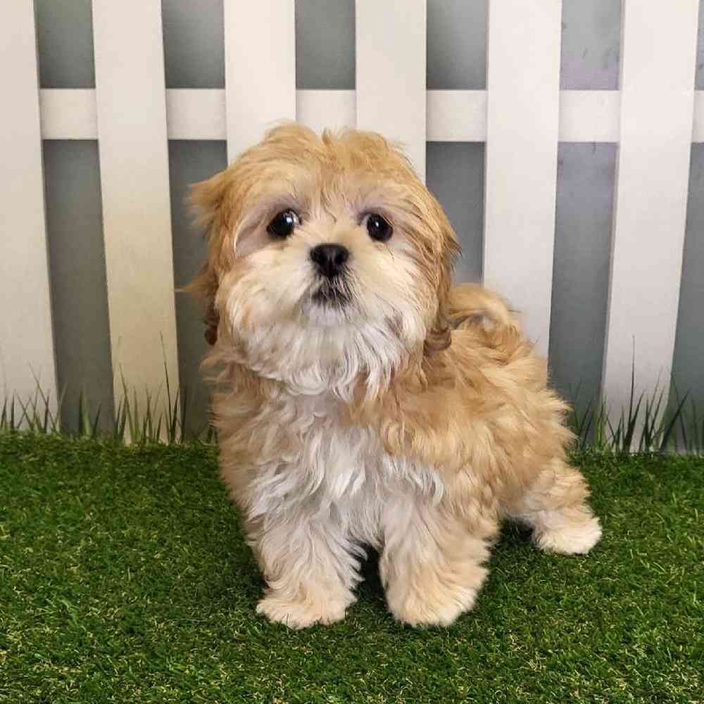 Female LhasaChon Puppy for Sale in Schererville, IN