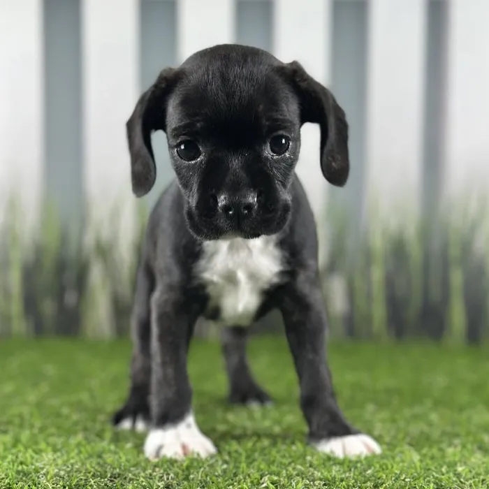 Boston Spaniel image