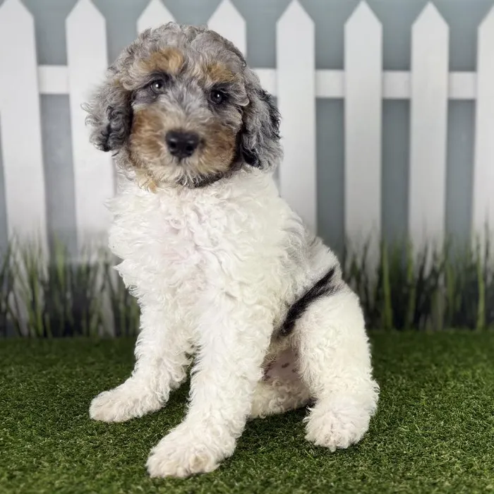 Miniature Aussiedoodle image
