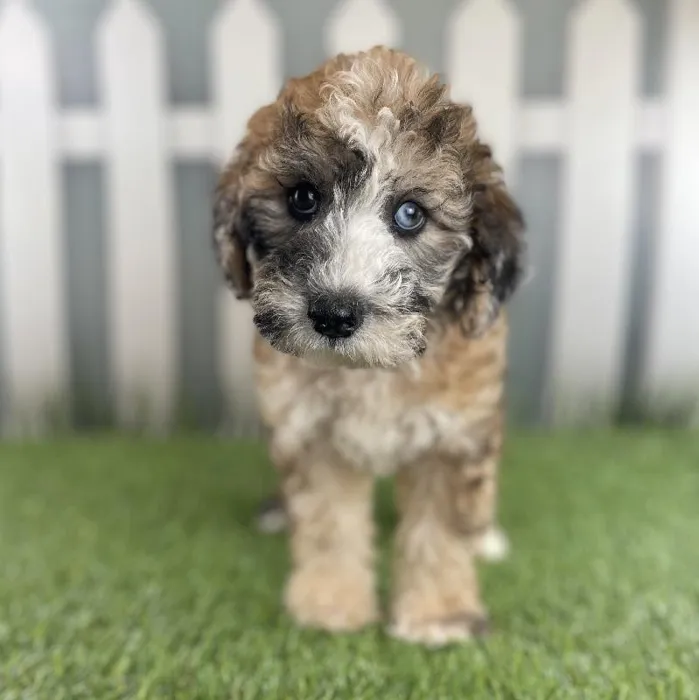 Miniature Whoodle image
