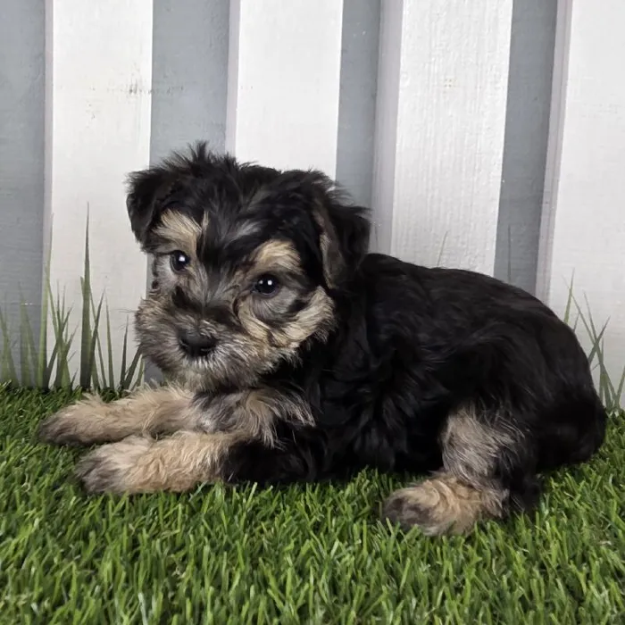 Female Schnorkie Puppy for Sale in Schererville, IN