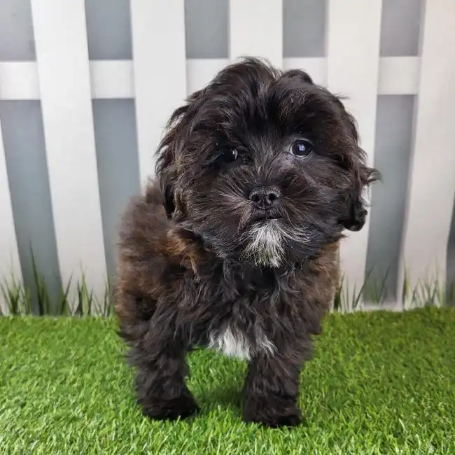 Lhasa-Poo image
