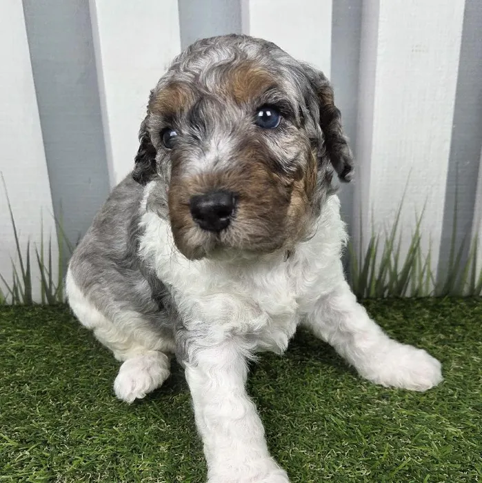 Male Miniature Aussiedoodle Puppy for Sale in Schererville, IN