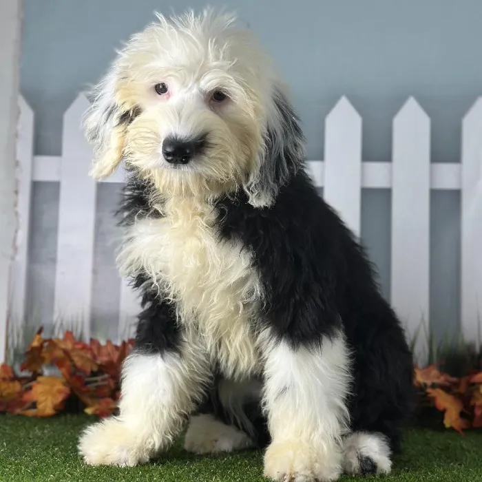 Sheepadoodle image