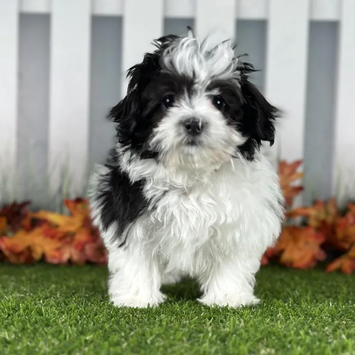 Female Maltiton Puppy for Sale in Indianapolis, IN