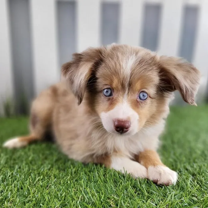 Female Toy Australian Shepherd Puppy for Sale in Schererville, IN