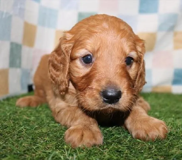 Male Miniature Golden Retriever Puppy for Sale in Schererville, IN