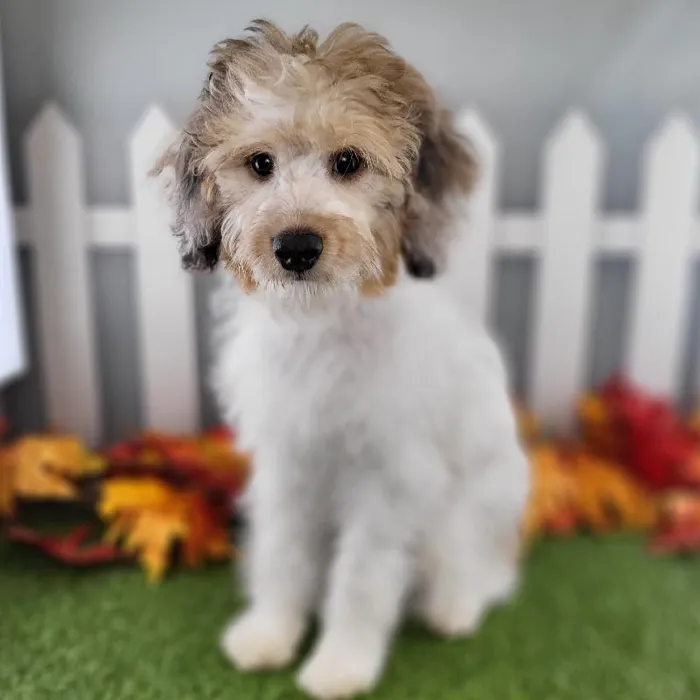 Miniature Aussiedoodle image