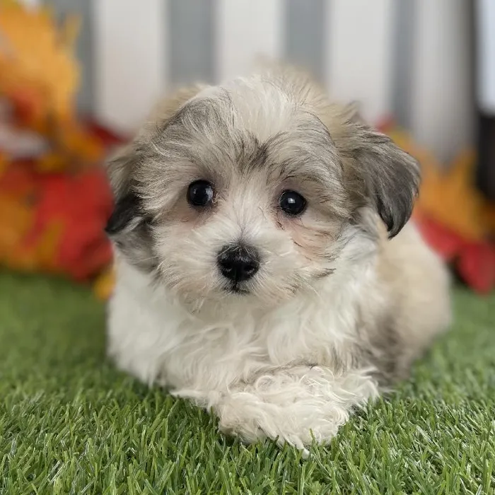 Male Maltiton Puppy for Sale in Schererville, IN