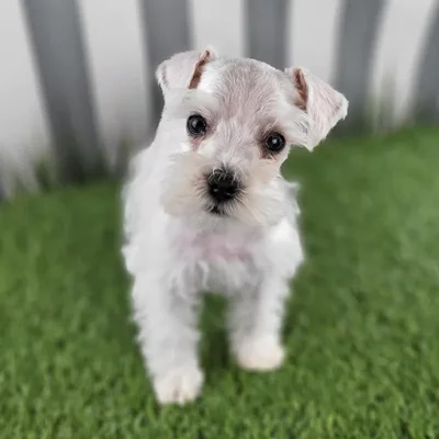Male Miniature Schnauzer Puppy for Sale in Schererville, IN