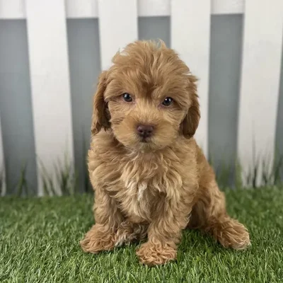 Female ShihPoo Puppy for Sale in Schererville, IN