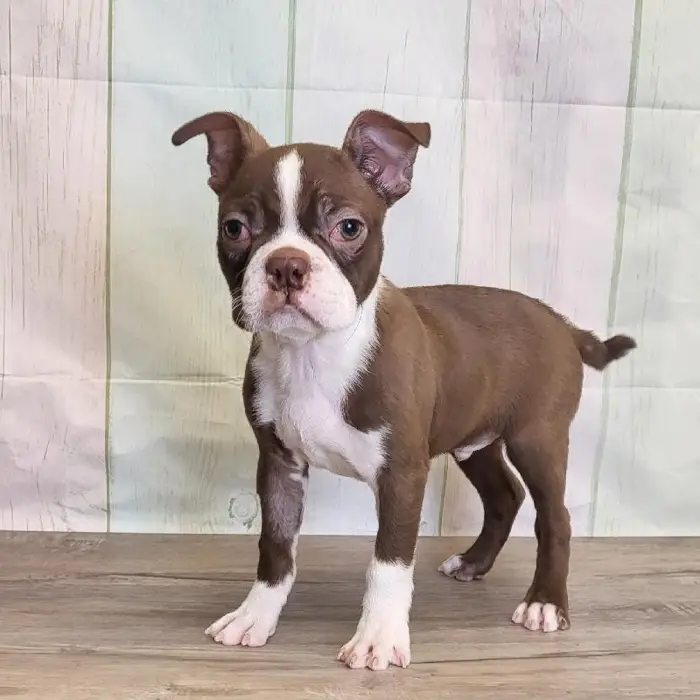 Male Boston Terrier Puppy for Sale in Indianapolis, IN