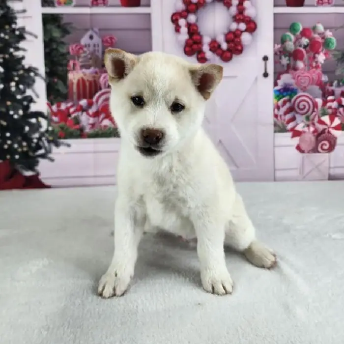 Male Shiba Inu Puppy for Sale in Indianapolis, IN