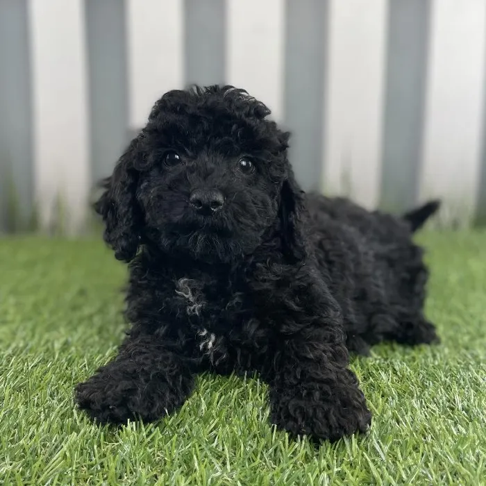 Female Cavapoo Puppy for Sale in Schererville, IN
