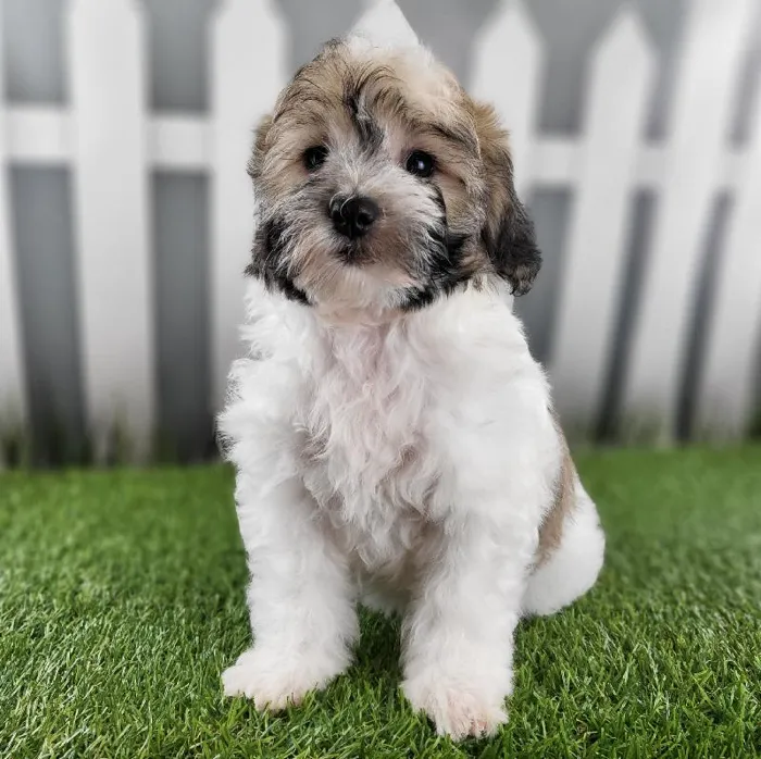 Female Coton De Tulear Puppy for Sale in Schererville, IN