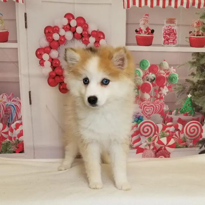 Female Pomsky Puppy for Sale in Indianapolis, IN