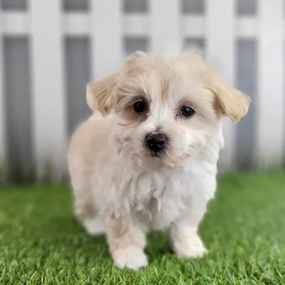 Female Maltipoo Puppy for Sale in Schererville, IN