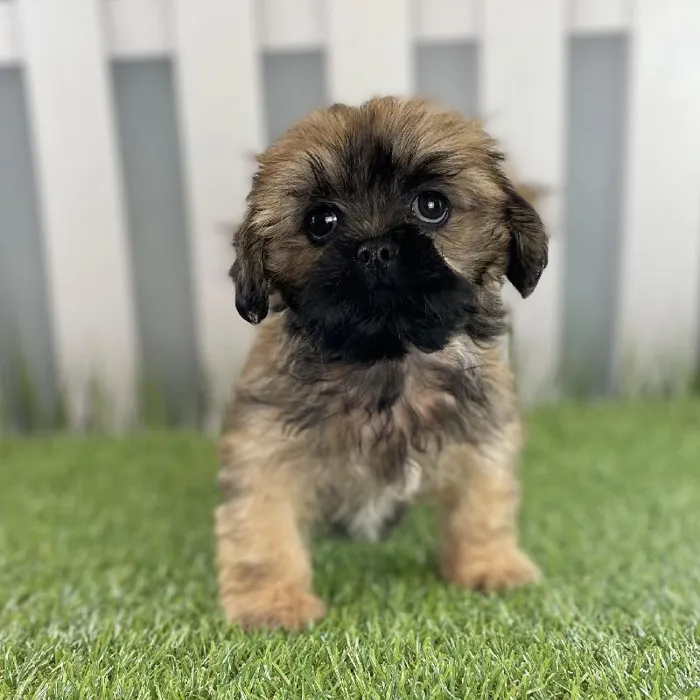 Male Lhasa Apso Puppy for Sale in Schererville, IN