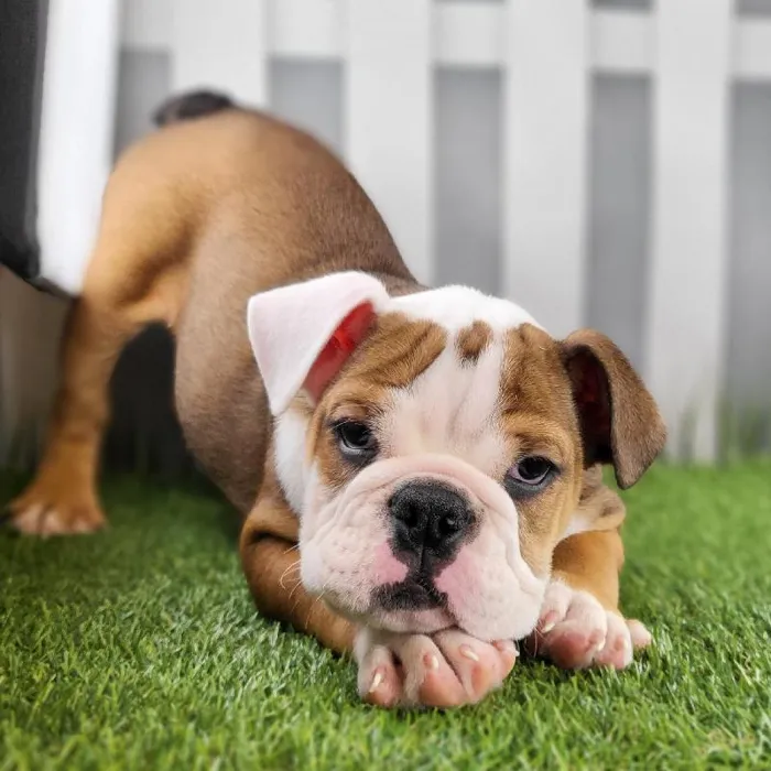 Male Victorian Bulldog Puppy for Sale in Schererville, IN