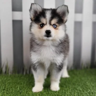 Female Pomsky Puppy for Sale in Indianapolis, IN