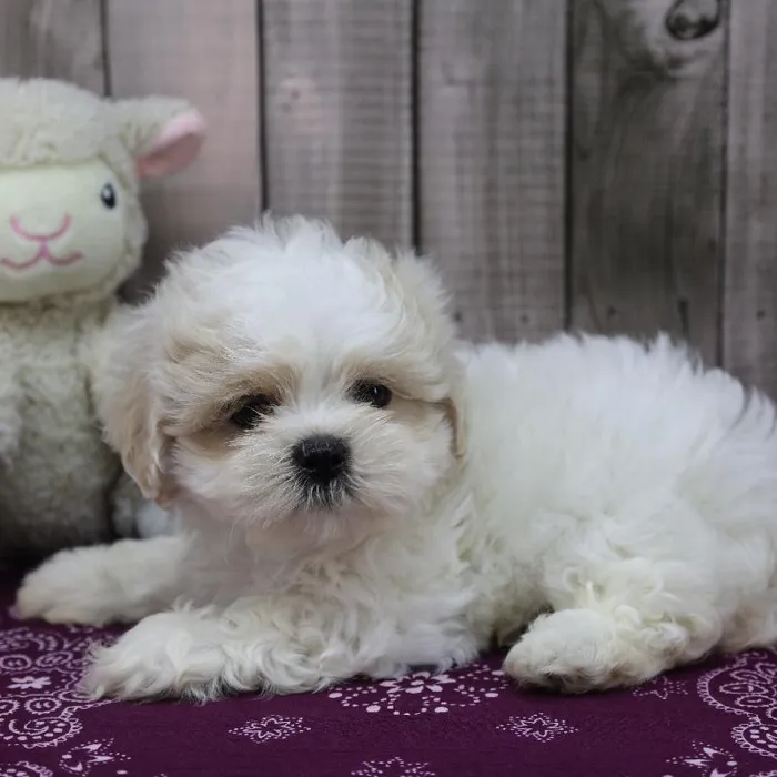 Male ShihPoo Puppy for Sale in Schererville, IN
