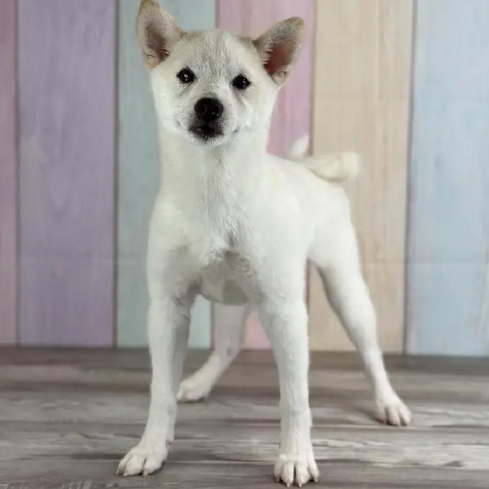 Male Shiba Inu Puppy for Sale in Schererville, IN