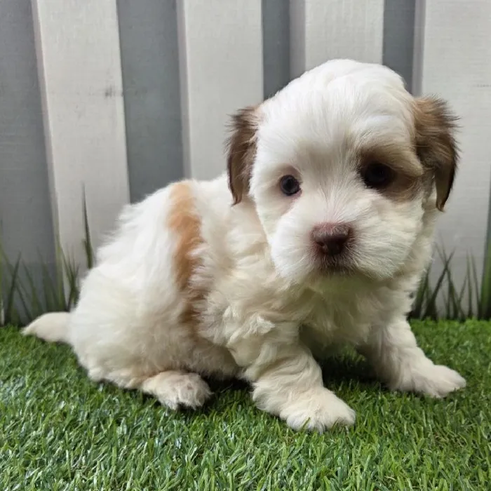 Female Havanese Puppy for Sale in Schererville, IN