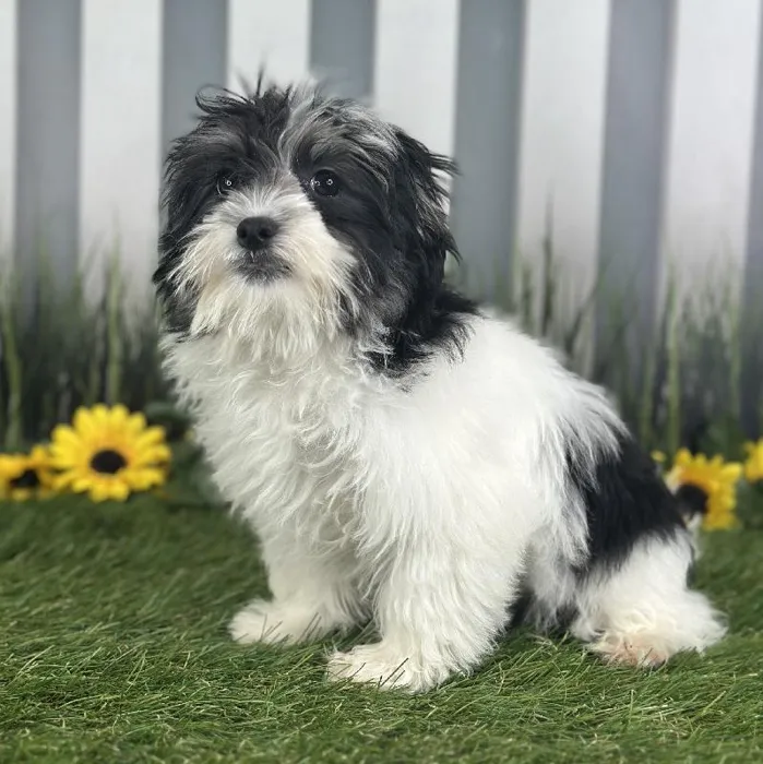 Female Havanese Puppy for Sale in Indianapolis, IN