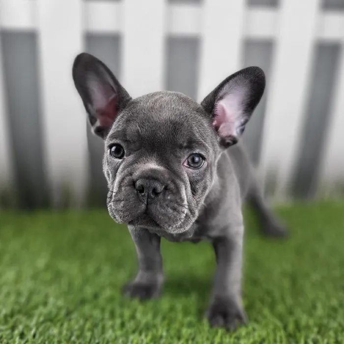 Female French Bulldog Puppy for Sale in Schererville, IN