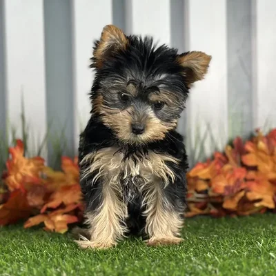 Female Yorkshire Terrier Puppy for Sale in Indianapolis, IN