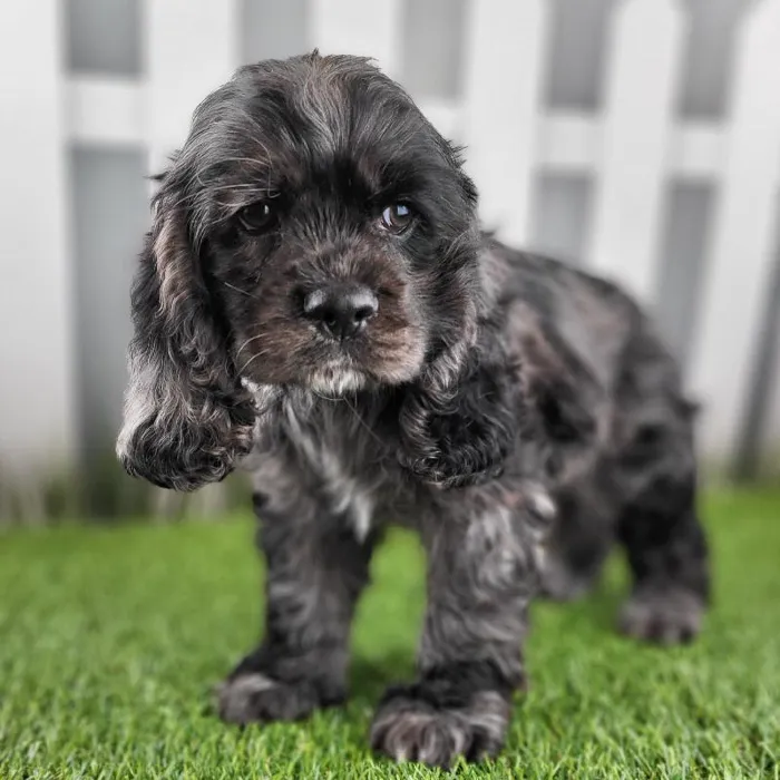 Female Cocker Spaniel Puppy for Sale in Schererville, IN