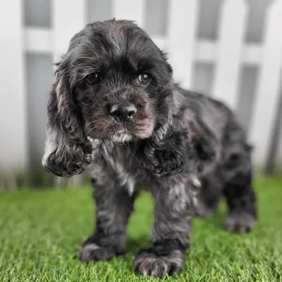 Female Cocker Spaniel Puppy for Sale in Schererville, IN