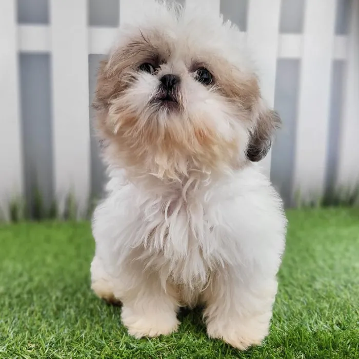 Female Shih Tzu Puppy for Sale in Schererville, IN