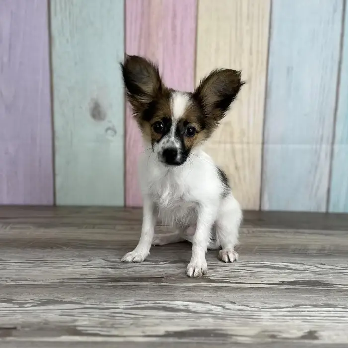 Male Papillon Puppy for Sale in Schererville, IN