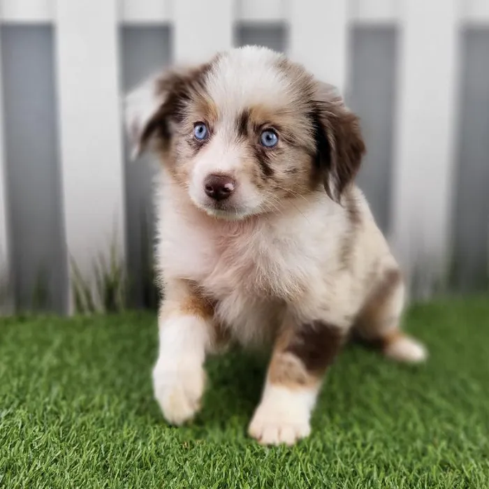Male Mini Aussie Puppy for Sale in Indianapolis, IN