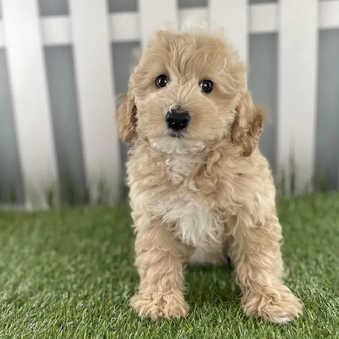 Female Miniature Goldendoodle Puppy for Sale in Schererville, IN