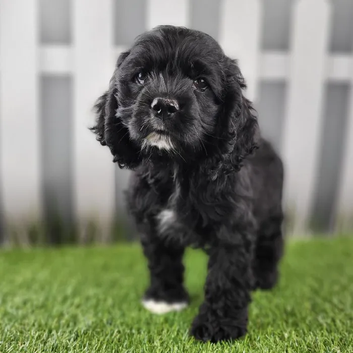 Male Cocker Spaniel Puppy for Sale in Schererville, IN