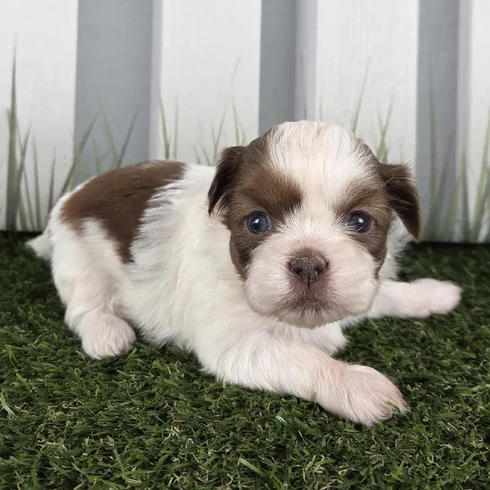 Female Shih Tzu Puppy for Sale in Schererville, IN