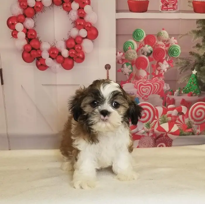 Male Shih Tzu Puppy for Sale in Schererville, IN