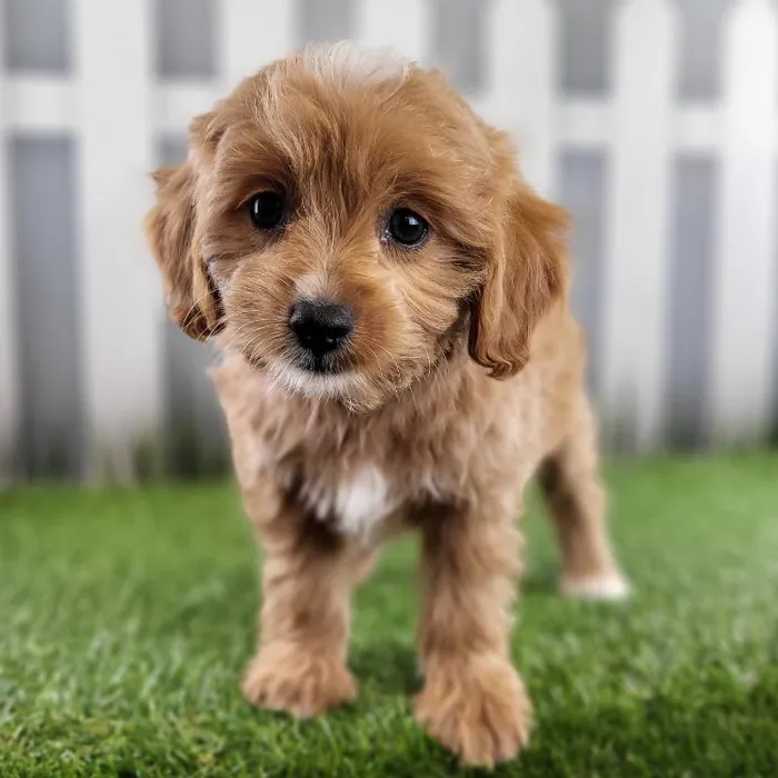 Female Cavapoo Puppy for Sale in Schererville, IN