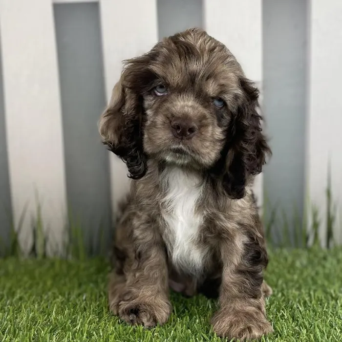 Male Cocker Spaniel Puppy for Sale in Schererville, IN